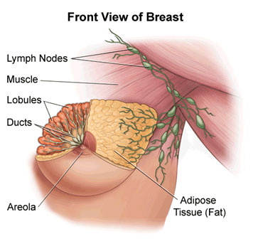 Breast Lumps