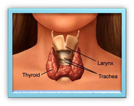 Thyroid